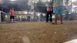 Boston sweater (first fight win) 28sec finished