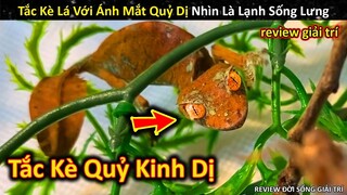 Hảo Hán Review Khám Phá Tắc Kè Quỷ Với Ánh Mắt Kinh Dị || Review Giải Trí Đời Sống