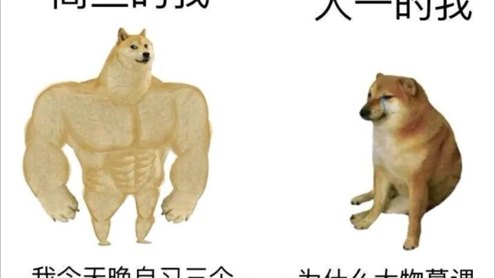 网络上cheems的那些沙雕图   第三弹