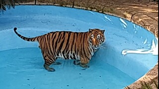 Going to the car show then cleaning the tigers pool