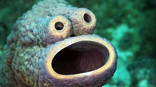 海绵不是宝宝，螃蟹也不是老板丨你见过真正的海绵动物吗？