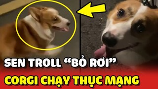 Corgi CHẠY THỤC MẠNG vì đang đi VỆ SINH mà Sen BỎ VỀ giữa chừng 😂 | Yêu Lu