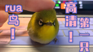 【绣眼鸟】B站最清楚的撸鸟视频来了！！！