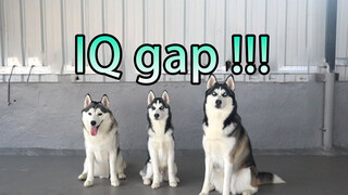 Chó|IQ của Husky