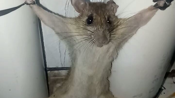 tikus apes ketangkep basah