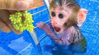 Monkey Baby Bon Bon ฝันว่าลูกสุนัขกำลังกินผลไม้แสนอร่อยและลูกเป็ดว่ายน้ำในสระ