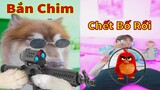 Thú Cưng TV | Ngáo Husky Troll Bố Dương KC #42 | chó thông minh vui nhộn | funny cute smart dog Pets