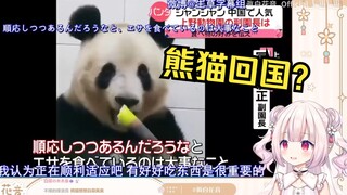 Japanese Lolita reads Japanese reports on the current situation of China's pandas after they returne