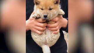 Mấy cái đồ mập ú cute | MYPET