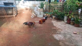 Ayun balda pakpak. Lesson learn wag ibitaw sa cock ang stag😅 #sabong#cockfighting