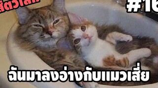 รวมคลิปตลกๆ : ลงอ่างกับพี่เเมวไหมน้อง??!!