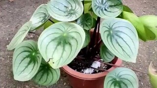 propagation of peperomia watermelon