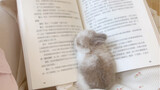 [Hewan] Kelinci bertelinga terkulai berbaring di atas bukumu