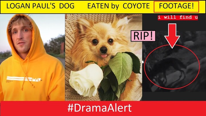 Logan Paul's Dog Kong EATEN by COYOTE! (FOOTAGE) #DramaAlert KSI RESPONDS! Jake Paul ALMOST DIES!