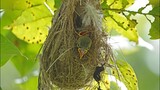 Cute Nesting BROWN-THROATED SUNBIRD Chicks