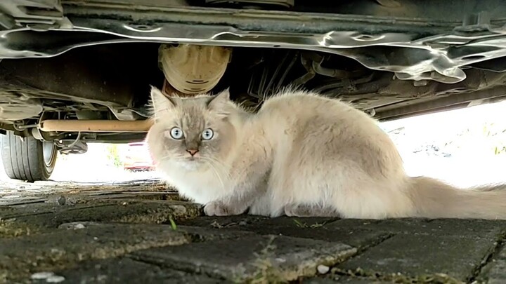 Dasarnya si kery..... 😸