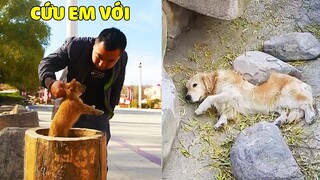 Kì Tây | Kì Tây Dũng Cảm Cứu Một Bé Cún Bị Con Người Bỏ Rơi 🥰 Gâu Đần Official