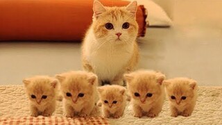OMG So Cute Cats ♥ Best Funny Cat Videos 2020 #29