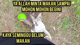 Allahu Akbar Kucing Jalanan Ini Minta Makan Sampai Seperti Ini Karena lapar..!