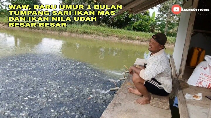 WAW, BARU UMUR 1 BULAN TUMPANG SARI IKAN MAS DAN IKAN NILA UDAH BESAR-BESAR