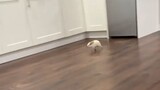 Video by Cute Pet Club (22)