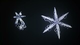 Mesmerising Microscopic Time Lapse of Snowflakes