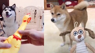 Dog Reaction to Dog Toy - Funny Dog Toy Reaction Compilation