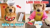Thú Cưng Vlog | Tứ Mao Đại Náo Bố #1 | Chó thông minh vui nhộn | Smart dog funny pets