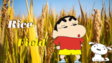 [Crayon Shinchan] Rice Field