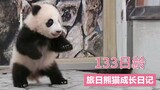 熊猫宝宝成精实锤！都开始练习直立行走啦！【133日龄旅日熊猫】