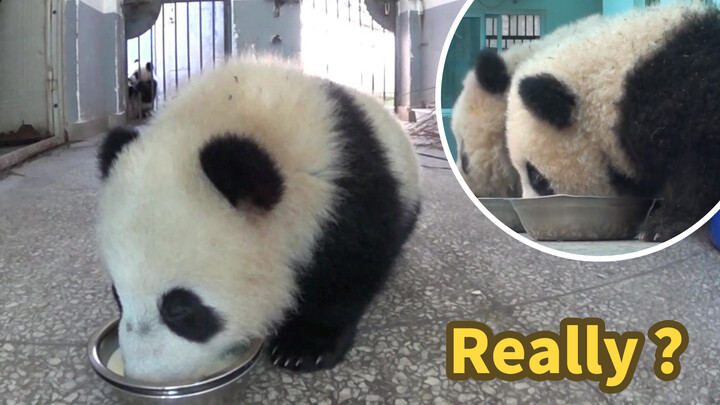 [Animals]Cute moments of pandas drinking milk