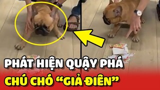 Chú chó Bull "GIẢ ĐIÊN" khi bị Sen phát hiện QUẬY PHÁ 😂 | Yêu Lu