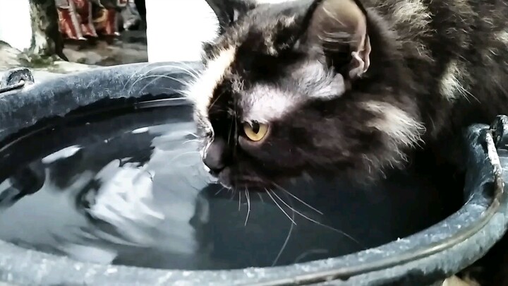 Kucing sedang minum
