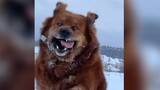 Anjing|Gabungan Cuplikan Peliharaan Imut