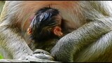 Newborn Monkey Jilla Sucking Milk​ Full Warming Hug Mom Jill,New Baby Jilla ​Nurse By Young Mom Jill