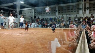 3 stag/cock combo derby OPEN WEIGHT karachi hatch vs. tazmanian devil hatch (lose)