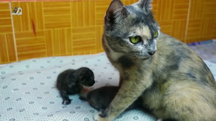 Mom cat groomed and good care for baby kittens Toto and Lily