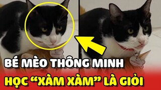 Bé mèo "THÔNG MINH" chuyên học những thứ XÀM XÀM là áp dụng nhanh nhất 😂 | Yêu Lu