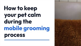 How to keep your pet calm during the mobile grooming process