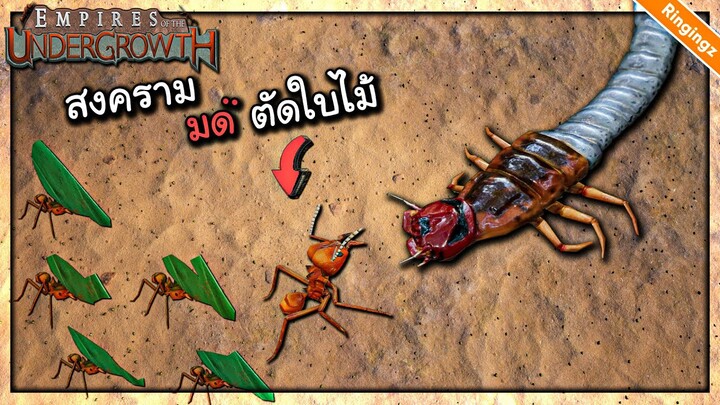 ฤดูล่า มดตัดใบไม้ - Empire of the undergrowth
