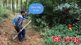 Phát Hiện Gà Rừng Cả Team Bao Vây Truy Tìm Phát Hiện Thêm Tổ Ong Khủng | Trần Thạch Vlogs