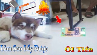 Dương KC | Ngáo Husky Troll Bố #17 | chó thông minh vui nhộn | funny cute smart dog pets Thú Cưng TV