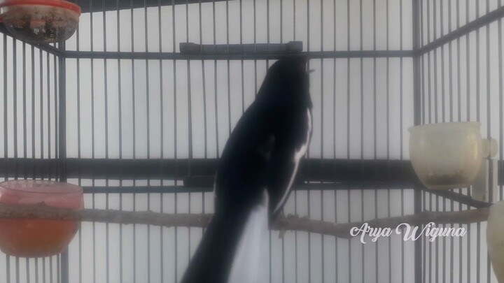 PANCINGAN KACER BETINA, Langsung RESPON Gacor NGOBRA Buka Ekor