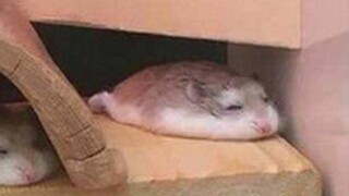 Sejak tahu teknik pijat hamster, setiap hari aku diminta untuk kerja~