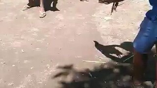 C1 Gamefowl Cock Fight- WIN/DIE