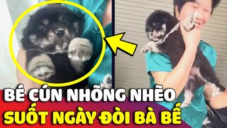 Bé cún nhõng nhẽo QUẠO RA MẶT quyết tâm đòi 'BÀ BẾ' khiến ai cũng thương 😅 | Gâu Đần