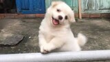 [Hewan]Anak anjing yang sangat lucu!|Jay Chou-<Jian Dan Ai>