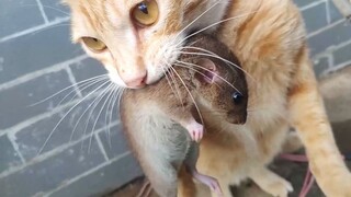 Kucing oranye menangkap 3 ekor tikus dalam 2 hari, level berapa?