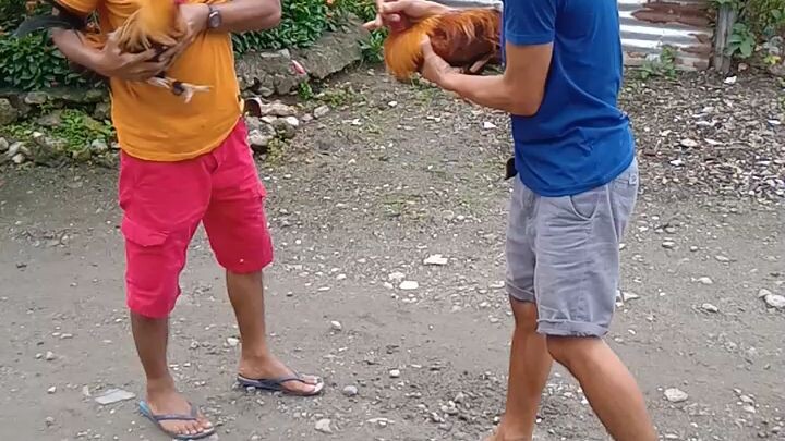 pumpkin sweater vs gold sweater ( boss athan game farm)