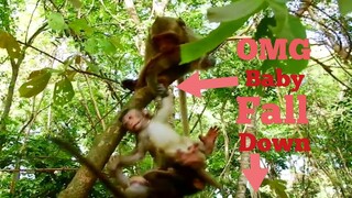 OMG Baby Monkey Fall Down!!, Baby Lucas and Bailee Play Until Fall Down From Tree, Baby No Problem